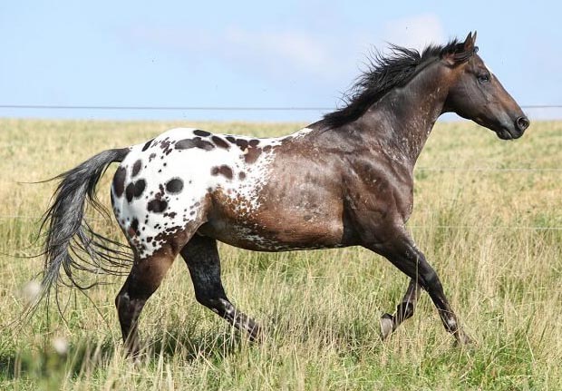Blanket Appaloosa Horse